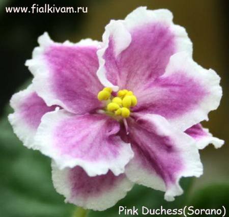 PinkDuchess4