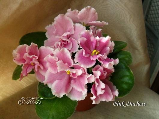 PinkDuchess5