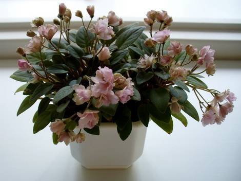 PinkMint1