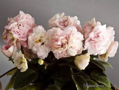 PinkMint3