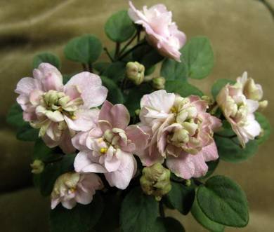 PinkMint5