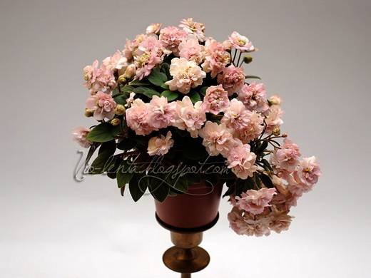 PinkMint9