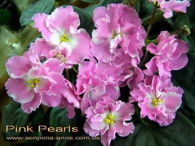 PinkPearls3