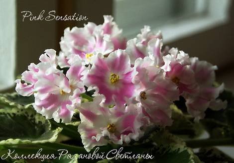 PinkSensation1
