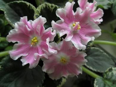 PinkSensation3