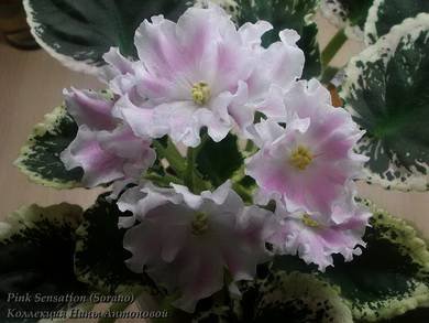 PinkSensation4