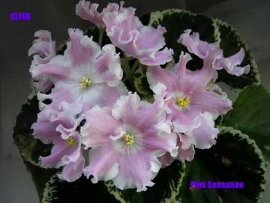 PinkSensation5