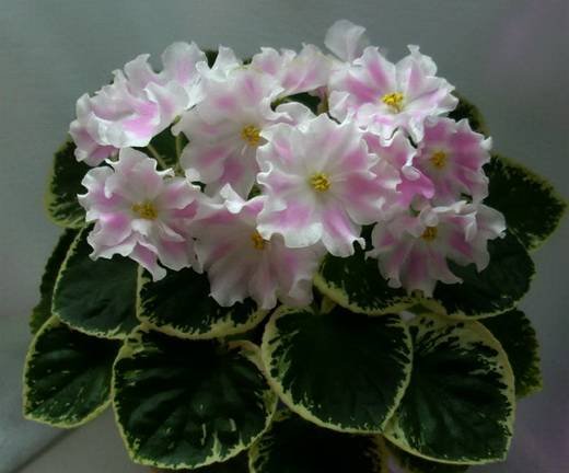 PinkSensation6