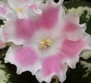 PinkSensation9