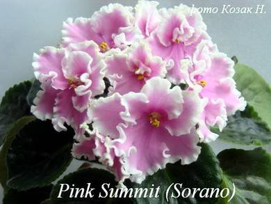 PinkSummit7