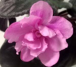 PinkTulip9