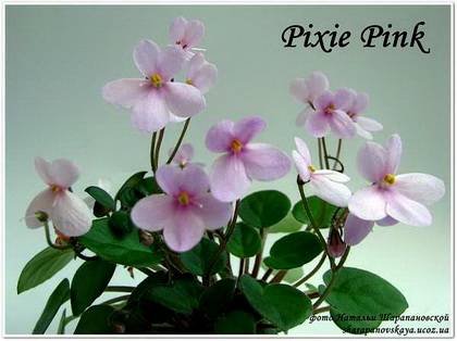 PixiePink7