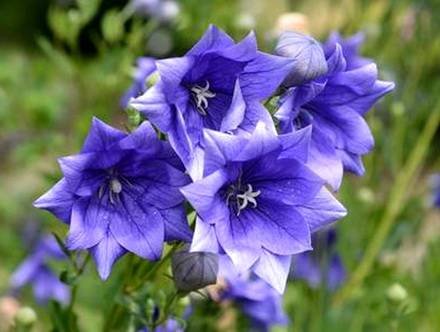 Platycodon1