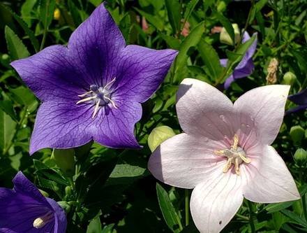 Platycodon2