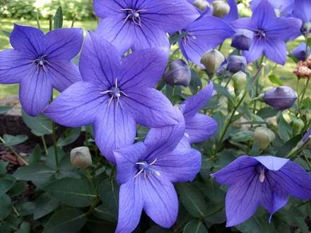 Platycodon4