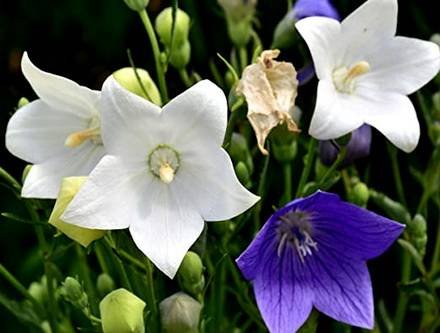 Platycodon5
