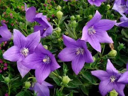 Platycodon6