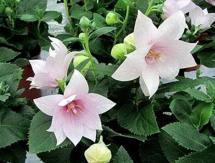 Platycodon8