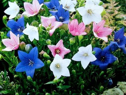 Platycodon9