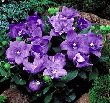 PlatycodonAstraBlue