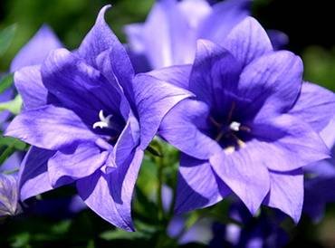 PlatycodonAstraDoubleBlue