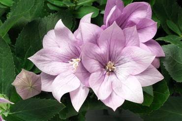PlatycodonAstraDoublePink