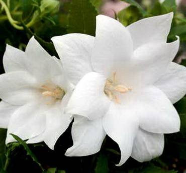 PlatycodonAstraWhite