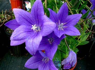 PlatycodonBluestOfBlue