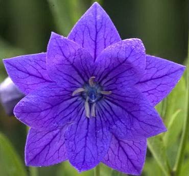 PlatycodonDoubleBlue
