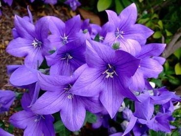 PlatycodonFujiBlue