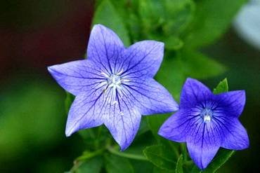 PlatycodonSentimentalBlue