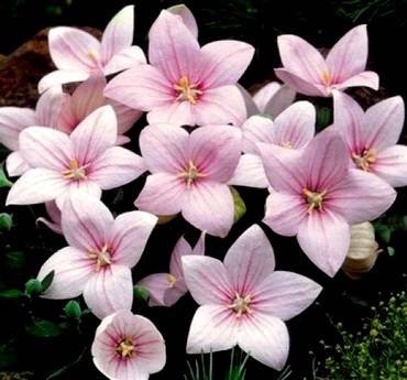 PlatycodonShellPink