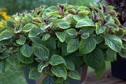 Plectranthus4
