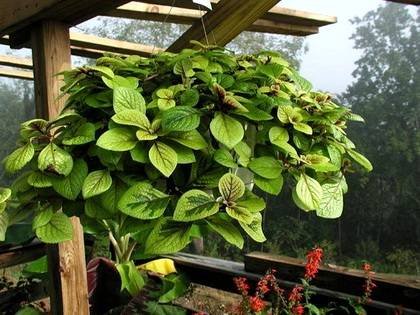 PlectranthusEasyGold1