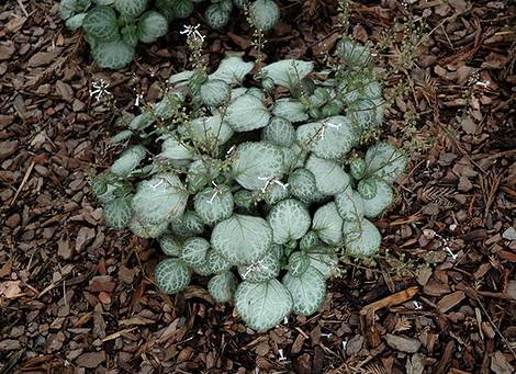 PlectranthusEmeraldLace2