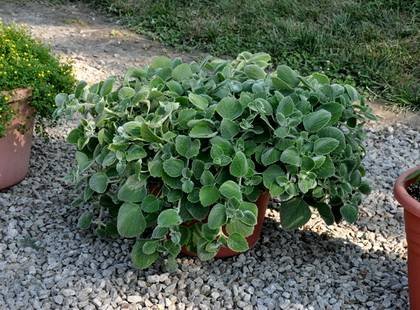 PlectranthusSilverCrest1