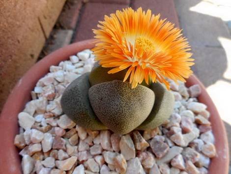 Pleiospilos1