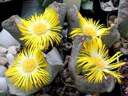 PleiospilosBolusii1