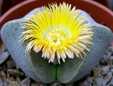 PleiospilosBolusii2