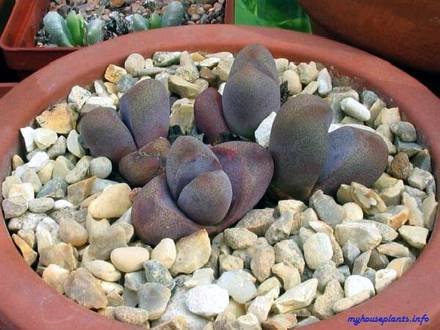 PleiospilosHilmari