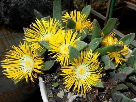PleiospilosLeipoldtii2