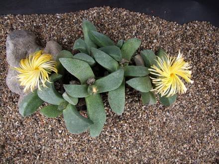 PleiospilosMagnipunctatus