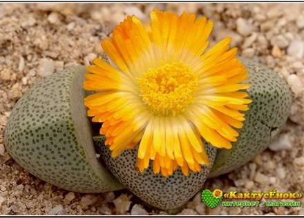 PleiospilosNelii1