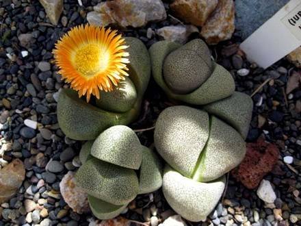 PleiospilosNelii2