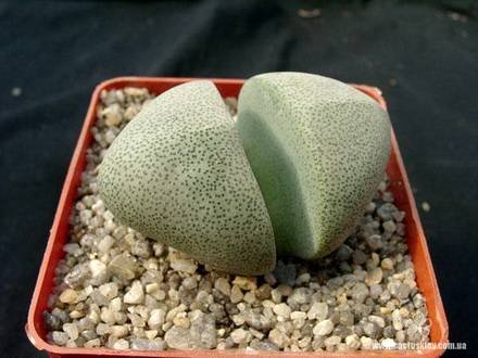 PleiospilosNelii3