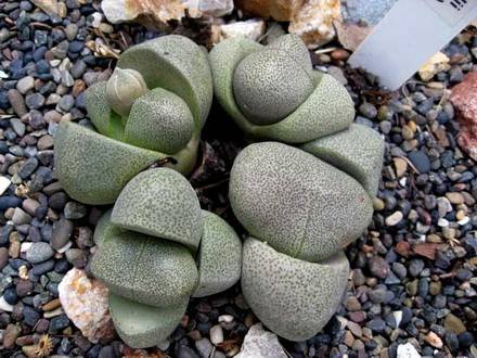 PleiospilosNelii4