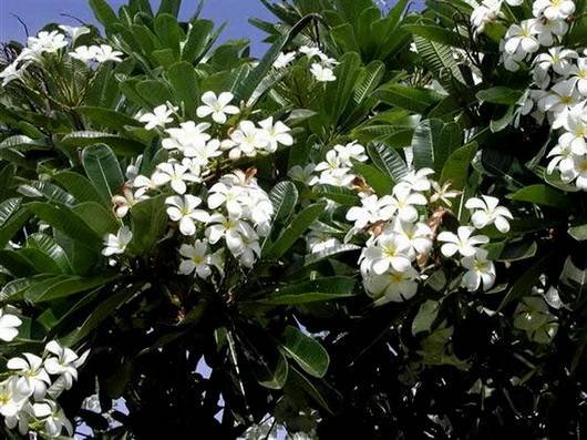 Plumeria13