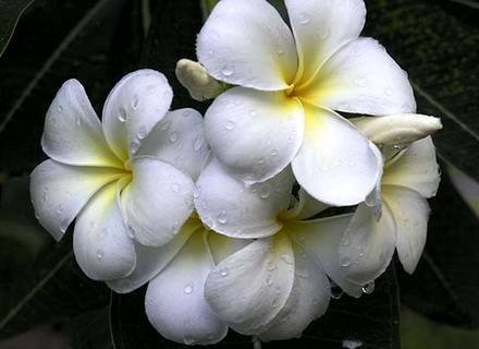 PlumeriaAlba