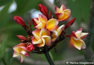 PlumeriaBhretidipaSudemala