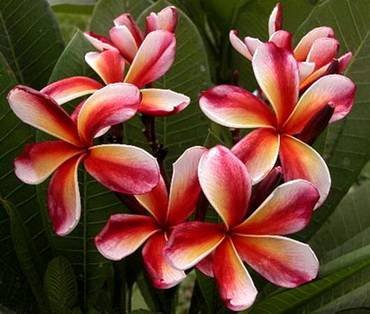 PlumeriaChocoDelight